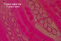 Peziza varia-amf2110-hymenium